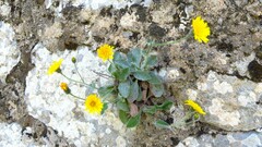 Hieracium bombycinum