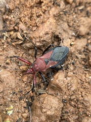 Rhynocoris marginatus
