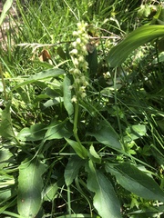 Dactylorhiza viridis