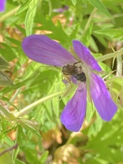 Melitta haemorrhoidalis