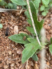 Aspilocoryphus mendicus