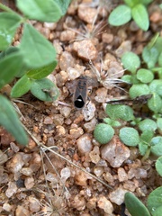 Aspilocoryphus mendicus