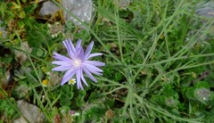 Lactuca tenerrima