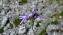 Lactuca tenerrima