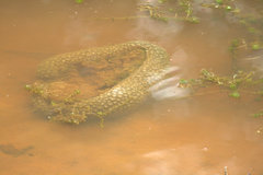 Pectinatella magnifica