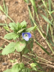 Veronica persica