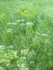 Tordylieae