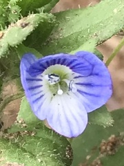 Veronica persica
