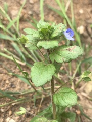 Veronica persica