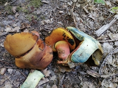 Neoboletus xanthopus