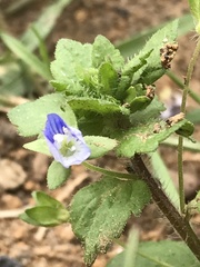 Veronica persica