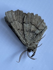 Lytrosis unitaria
