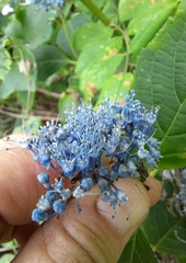 Hydrangea serrata
