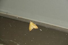 Mecyna lutealis