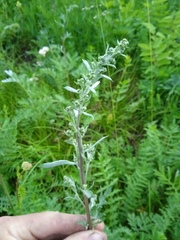 Artemisia armeniaca
