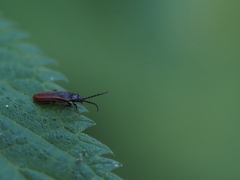 Omalisus fontisbellaquei