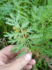 Artemisia armeniaca