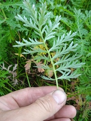 Artemisia armeniaca