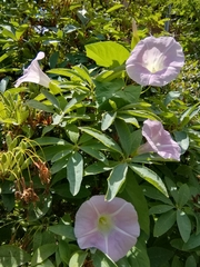 Calystegia × pulchra