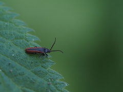 Omalisus fontisbellaquei