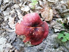 Russula melliolens