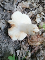 Russula melliolens