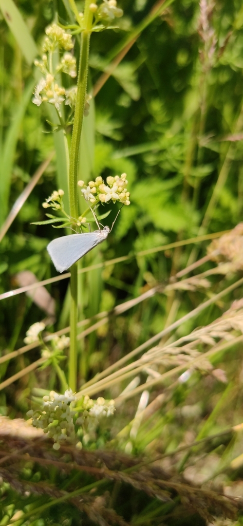 Gypsochroa renitidata