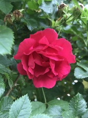 Rosa