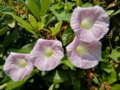 Calystegia × pulchra