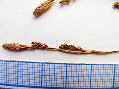 Carex caryophyllea microtricha