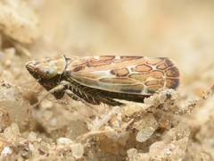 Errastunus ocellaris