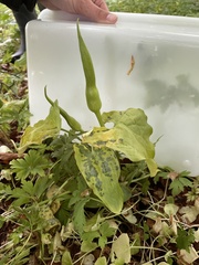 Arum cylindraceum
