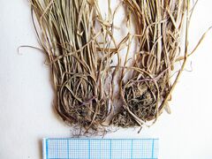 Carex caryophyllea microtricha