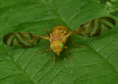 Myoleja lucida
