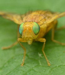 Myoleja lucida