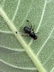 Seioptera vibrans
