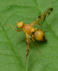 Myoleja lucida