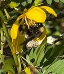 Bombus pensylvanicus