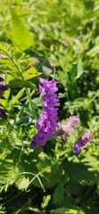 Vicia cracca