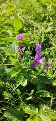 Vicia cracca