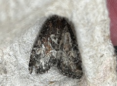 Neoligia subjuncta