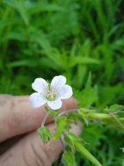 Geranium asiaticum