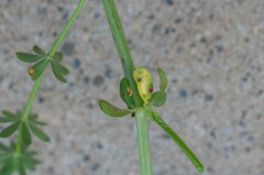 Puccinia punctata