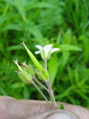 Geranium asiaticum