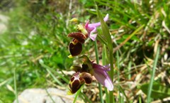 Ophrys scolopax