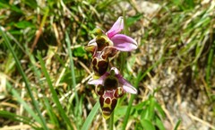 Ophrys scolopax