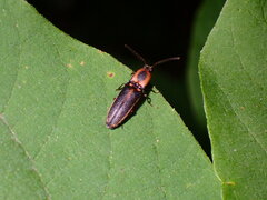 Megapenthes limbalis