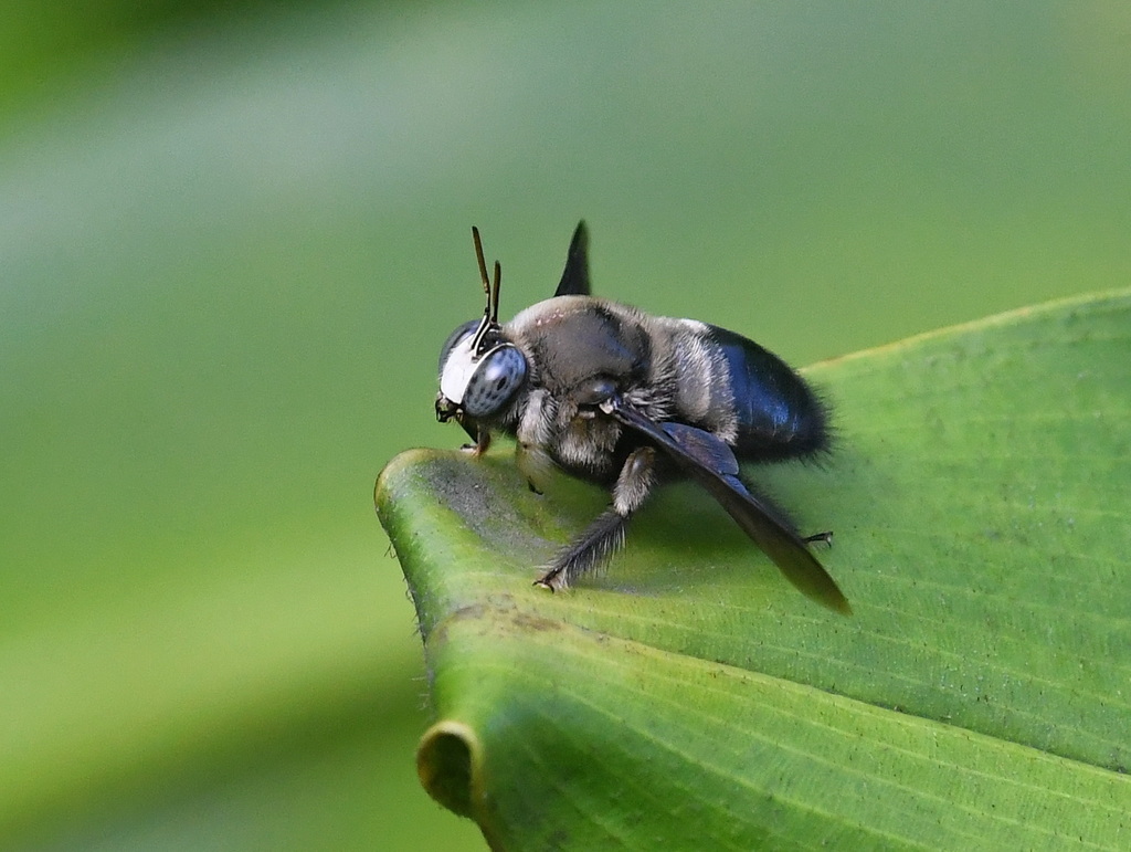 Xylocopa fuliginata