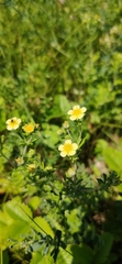 Potentilla argentea