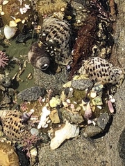 Acanthinucella punctulata